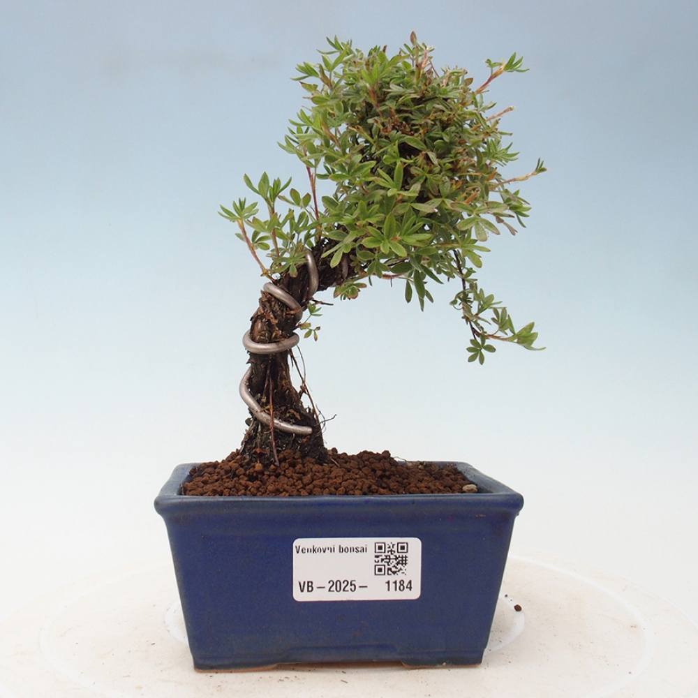 Venkovní bonsai-Mochna křovitá - potentila fruticosa yellow Bird