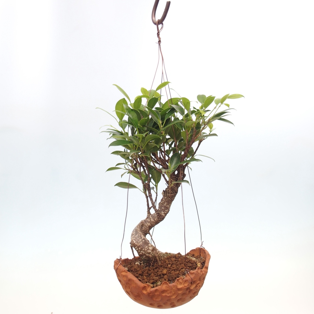 Kokedama v keramice - malolistý ficus - Ficus kimmen