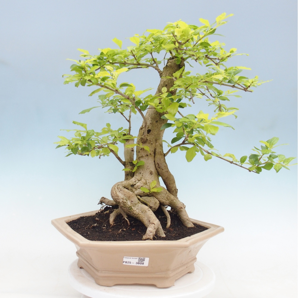 Pokojová bonsai - Duranta erecta Aurea - POUZE OSOBNÍ ODBĚR nebo paletová přeprava