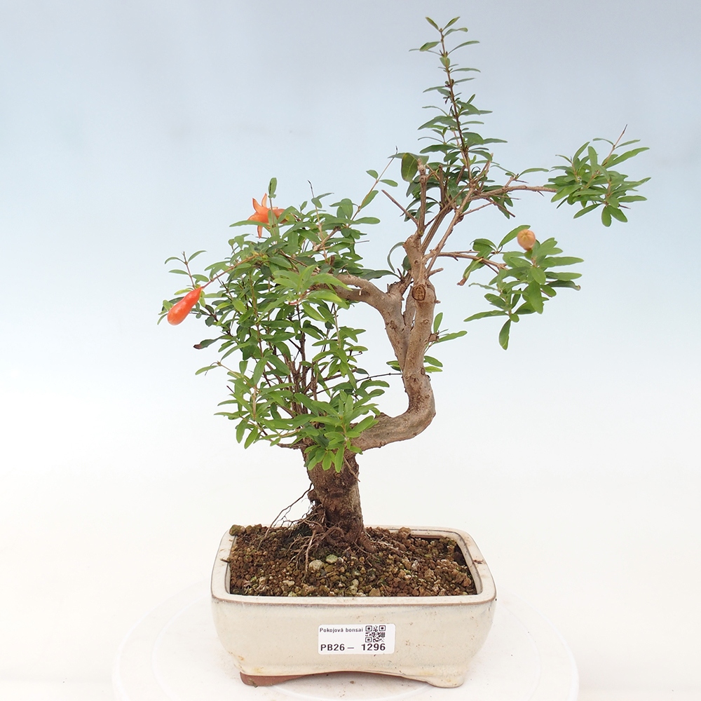 Pokojová bonsai-PUNICA granatum nana-Granátové jablko