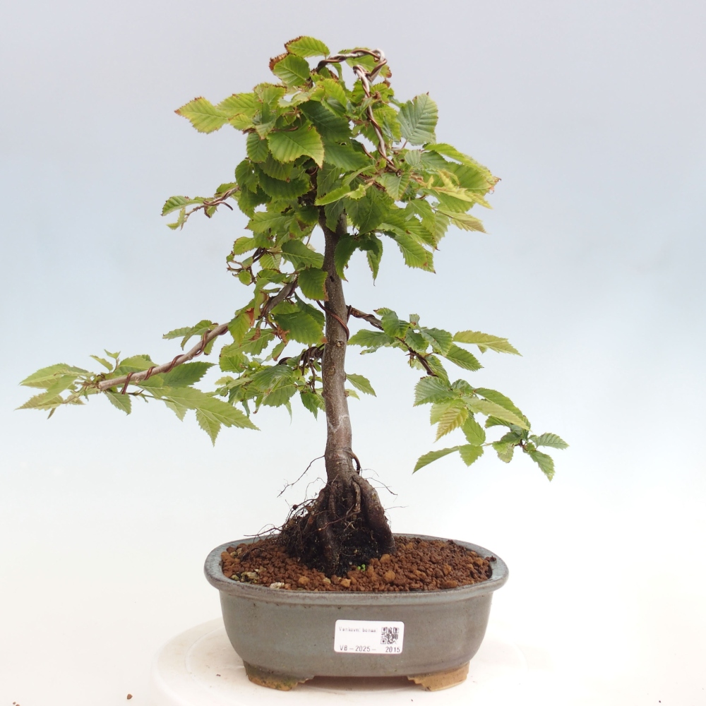 Venkovní bonsai - Habr obecný - Carpinus betulus