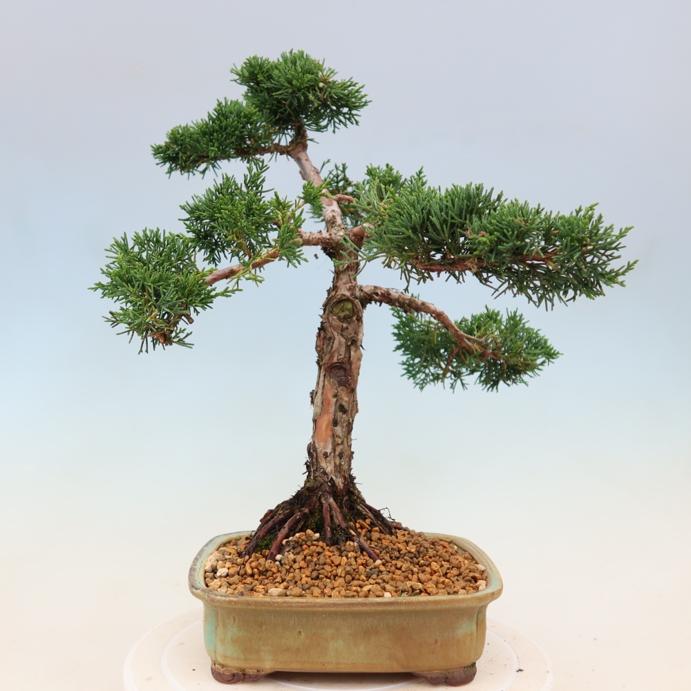Venkovní bonsai - Juniperus chinensis Kishu -Jalovec čínský