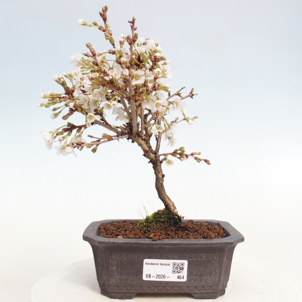 Venkovní bonsai - Prunus incisa Kojou-no mai-Slivoň vyříznutá