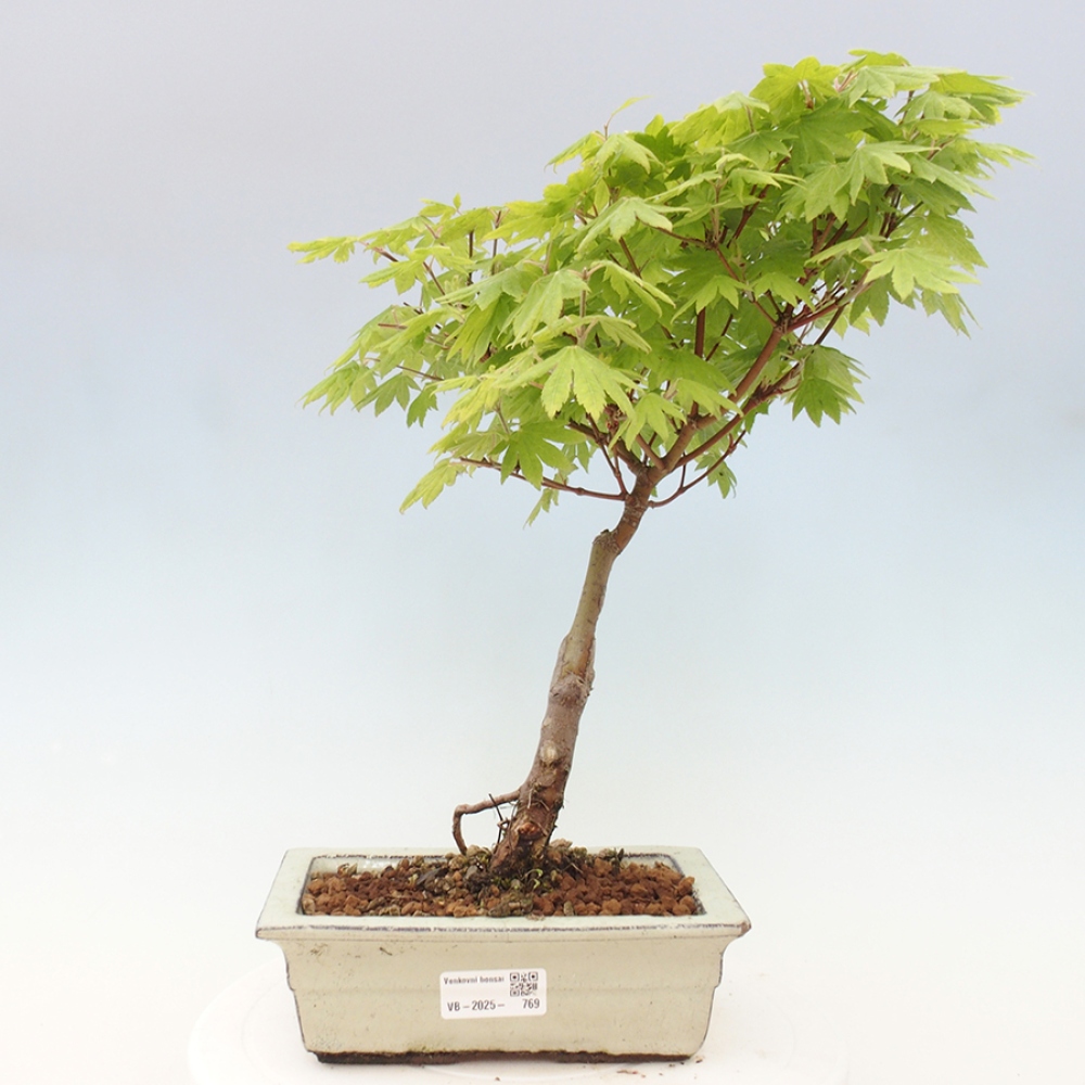 Venkovní bonsai - Javor palmatum katsura GISAN - Javor dlanitolistý