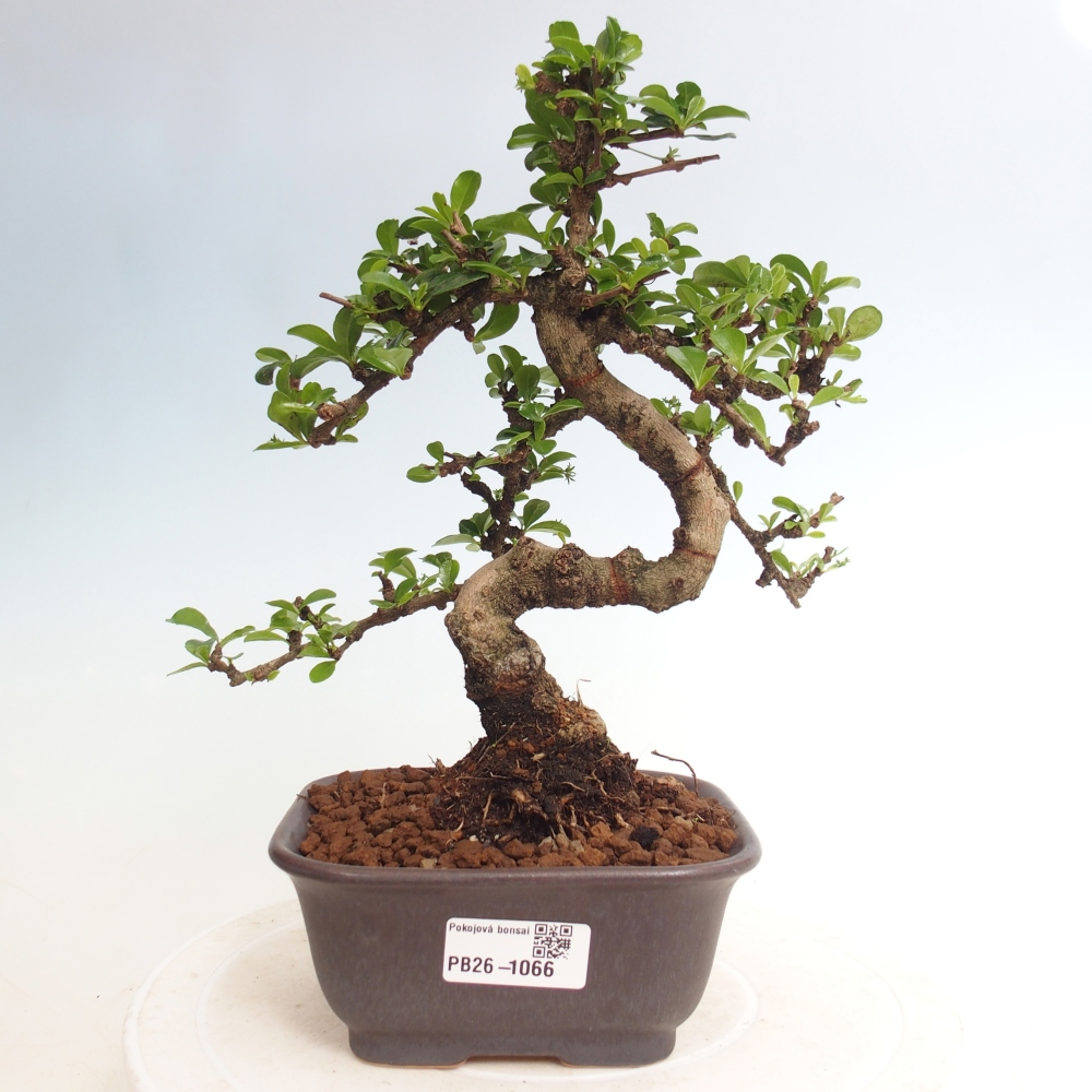 Pokojová bonsai - Carmona macrophylla - Čaj fuki