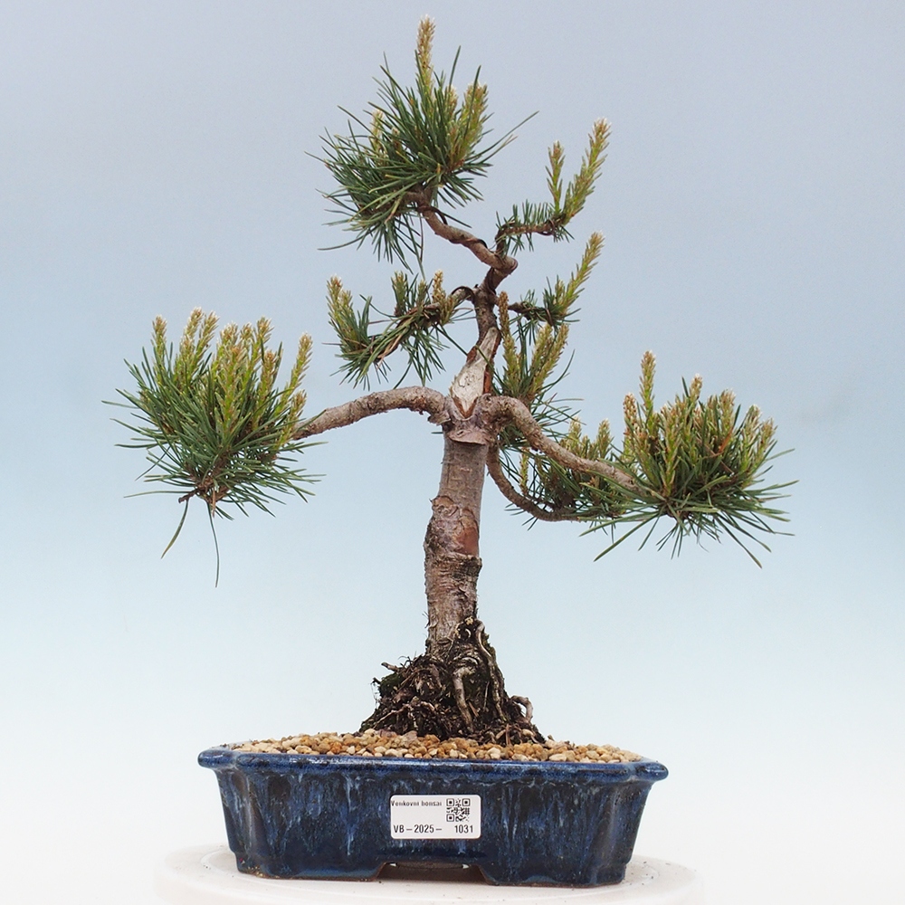 Venkovní bonsai - Pinus Sylvestris Watererri - Borovice lesní