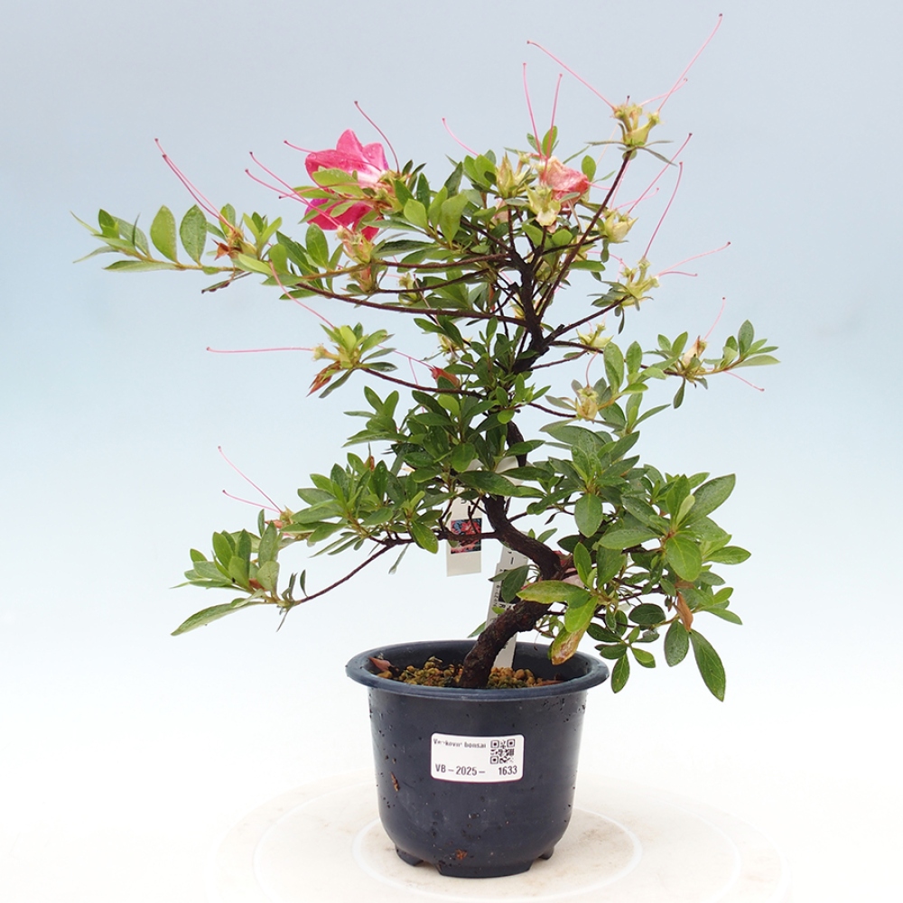 Venkovní bonsai - Japonská azalka - Azalea Rin