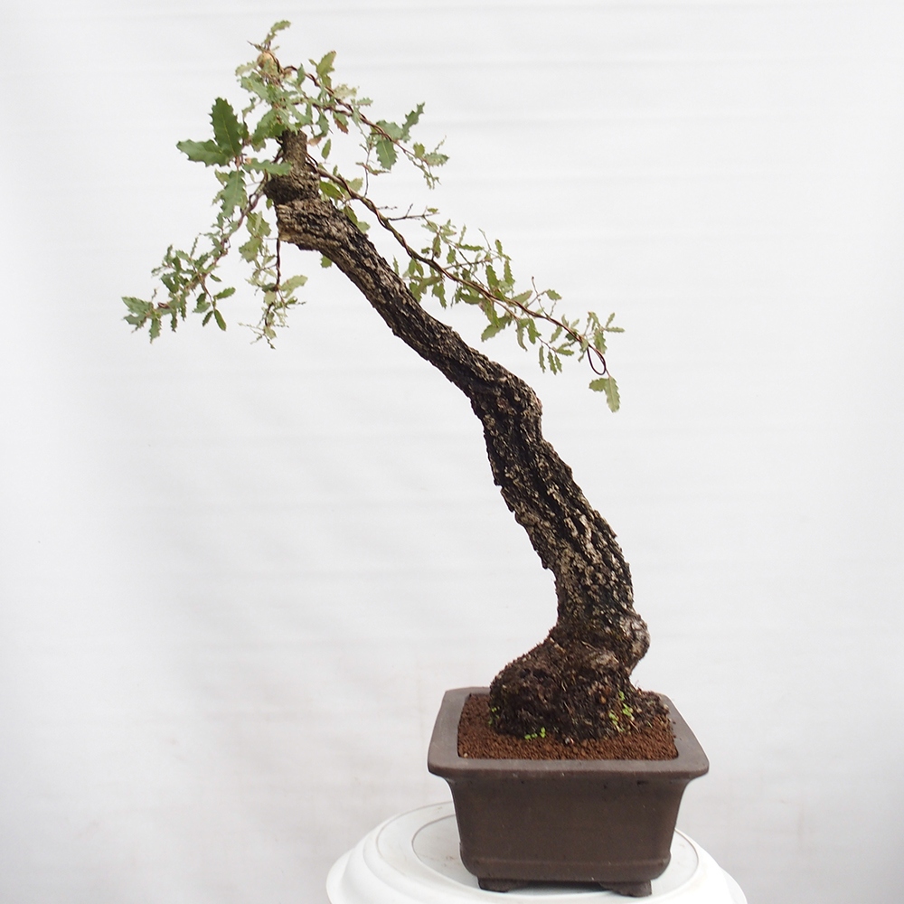 Yamadori - Quercus Ilex -Dub cesmínovitý