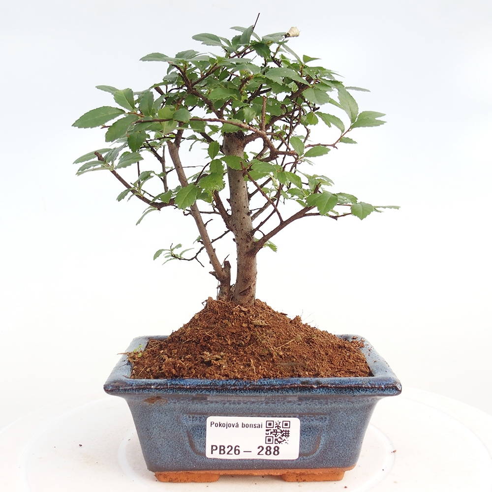 Pokojová bonsai - Ulmus parvifolia - Malolistý jilm