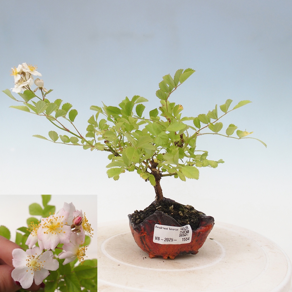 Venkovní bonsai - Rosa sp. - malokvětá růže