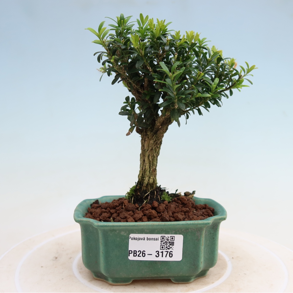 Pokojová bonsai - Buxus harlandii -korkový buxus