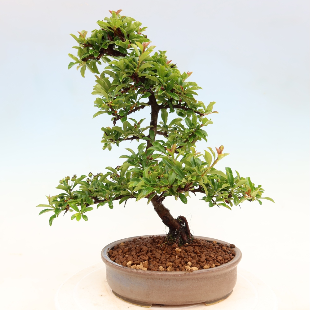 Venkovní bonsai - Pyracantha teton - Hlohyně šarlatová