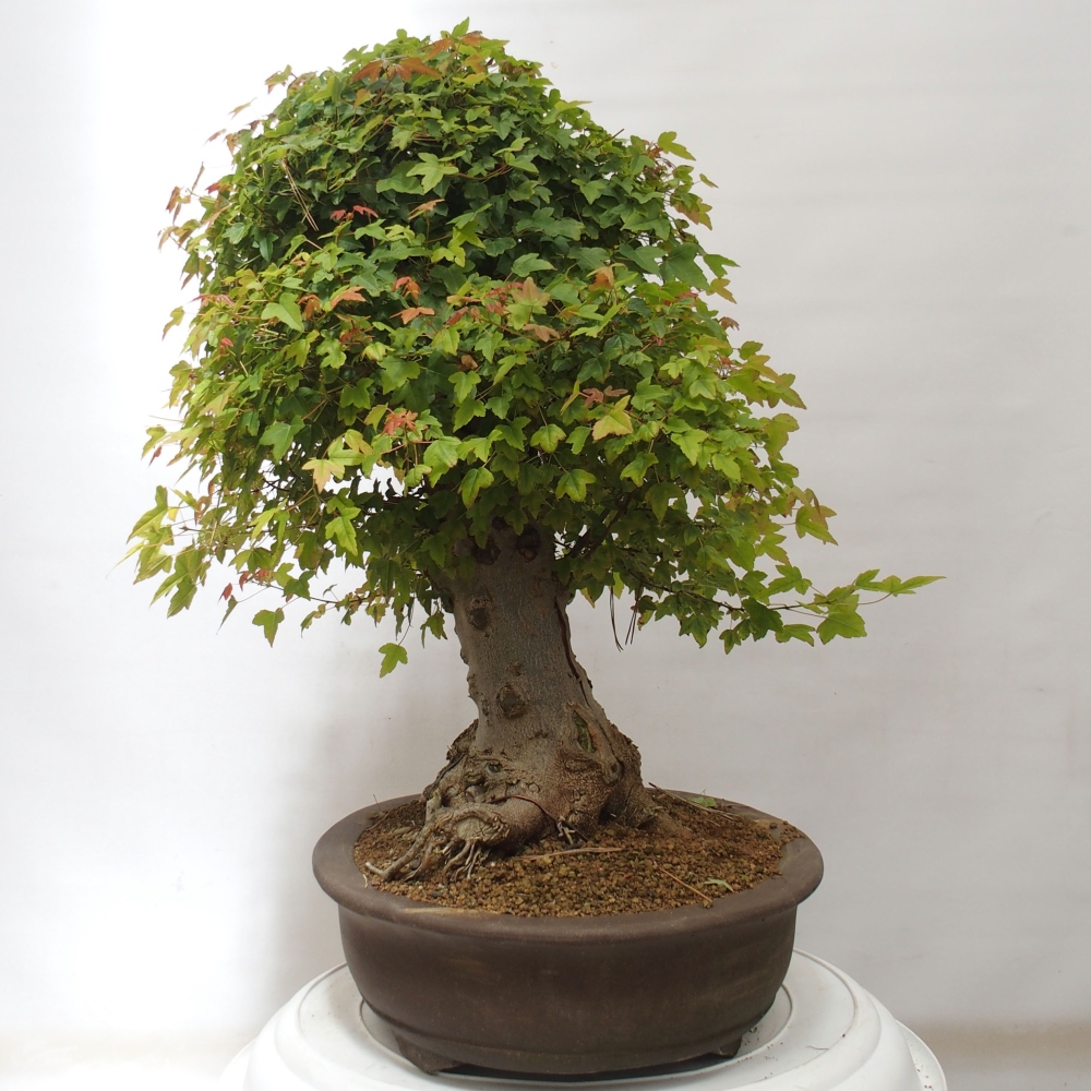 Venkovní bonsai - Acer Buergerianum - Javor Burgerův