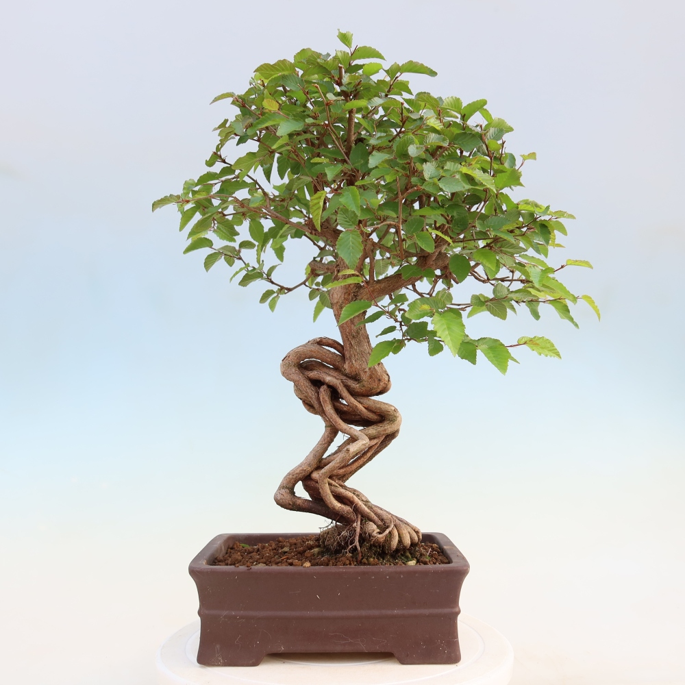 Venkovní bonsai -Carpinus coreana - Habr korejský