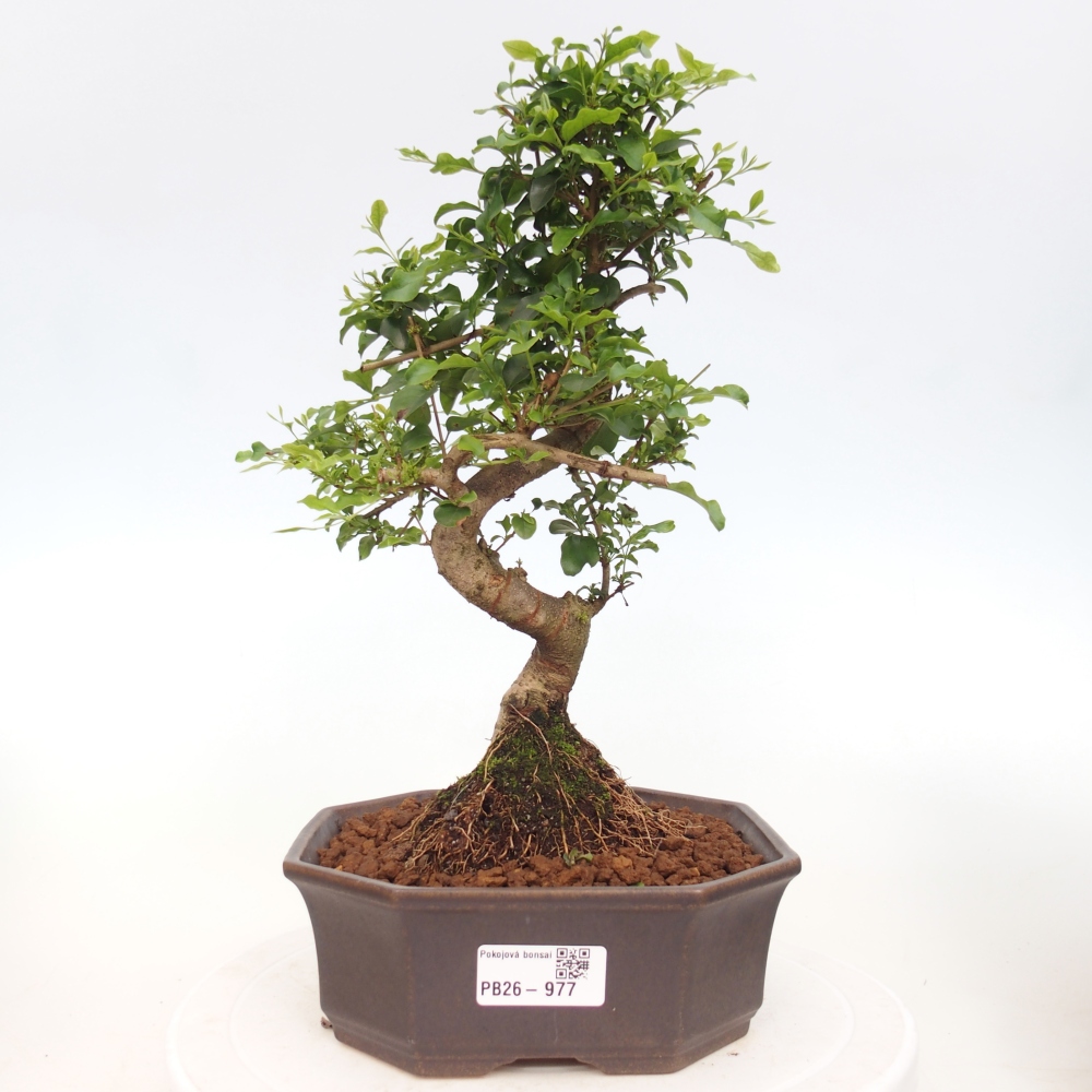 Pokojová bonsai -Ligustrum chinensis - Ptačí zob