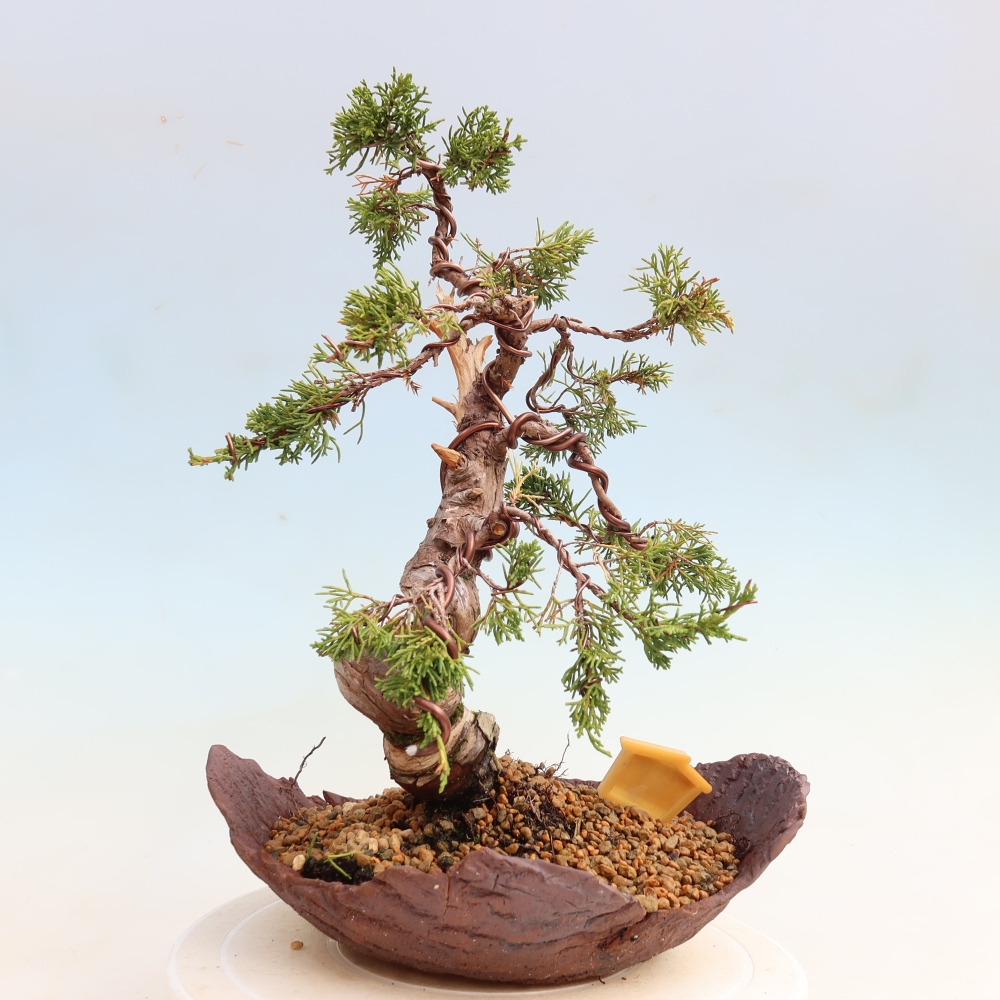 Venkovní bonsai - Juniperus chinensis Itoigawa-Jalovec čínský
