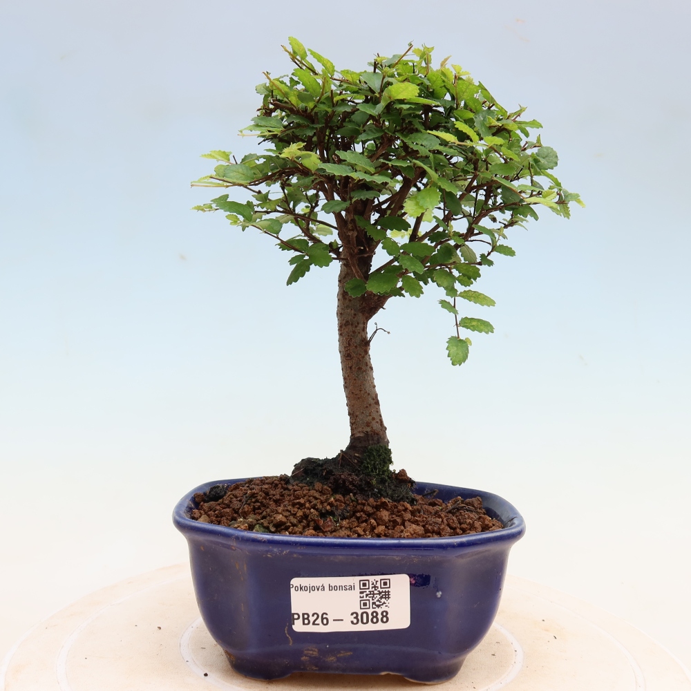 Pokojová bonsai - Ulmus parvifolia - Malolistý jilm
