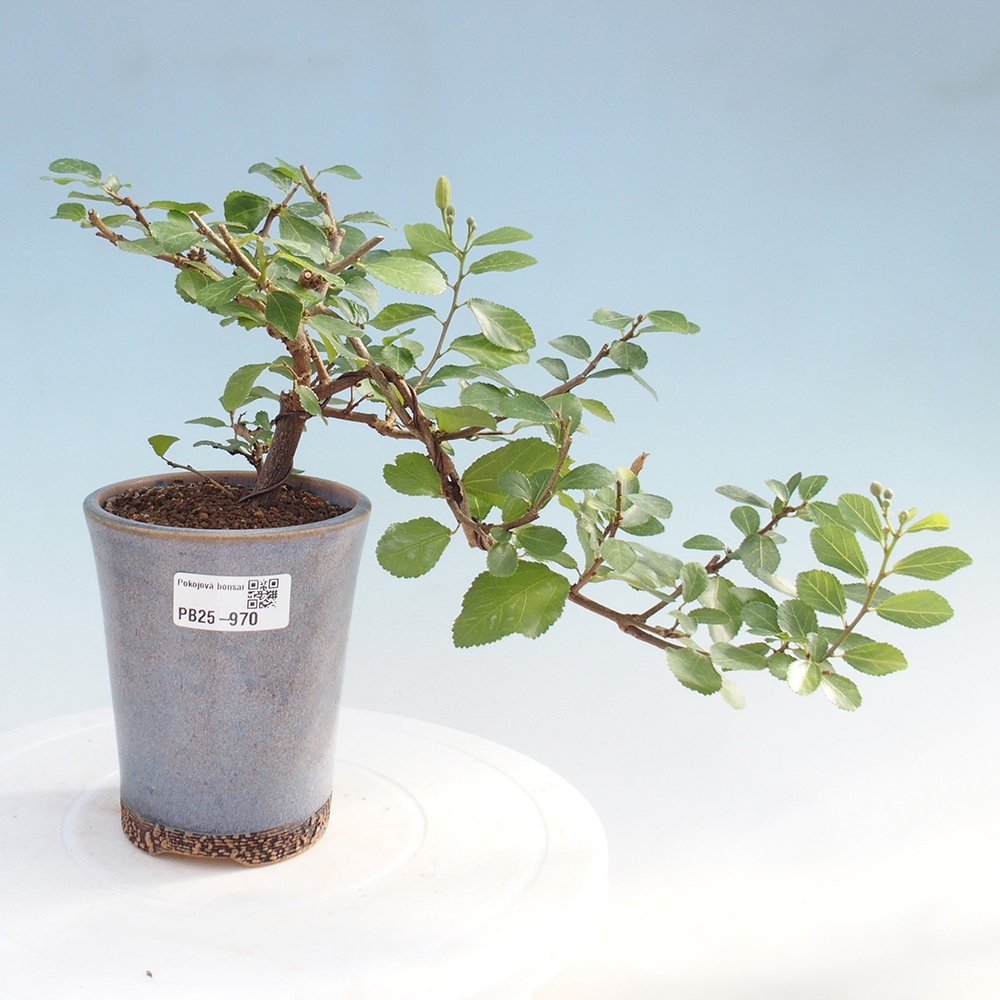 Pokojová bonsai - Grewia occidentalis - Hvězdice levandulová