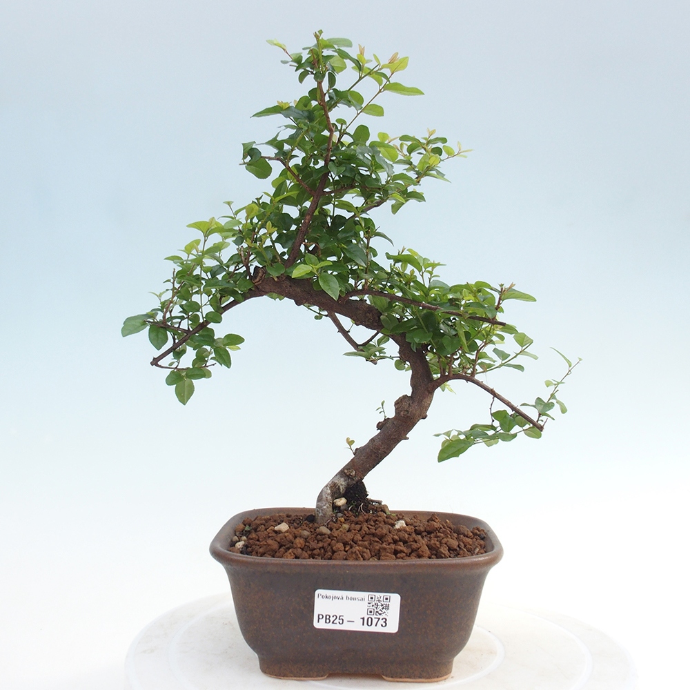 Pokojová bonsai - Sagerécie thea - Sagerécie thea