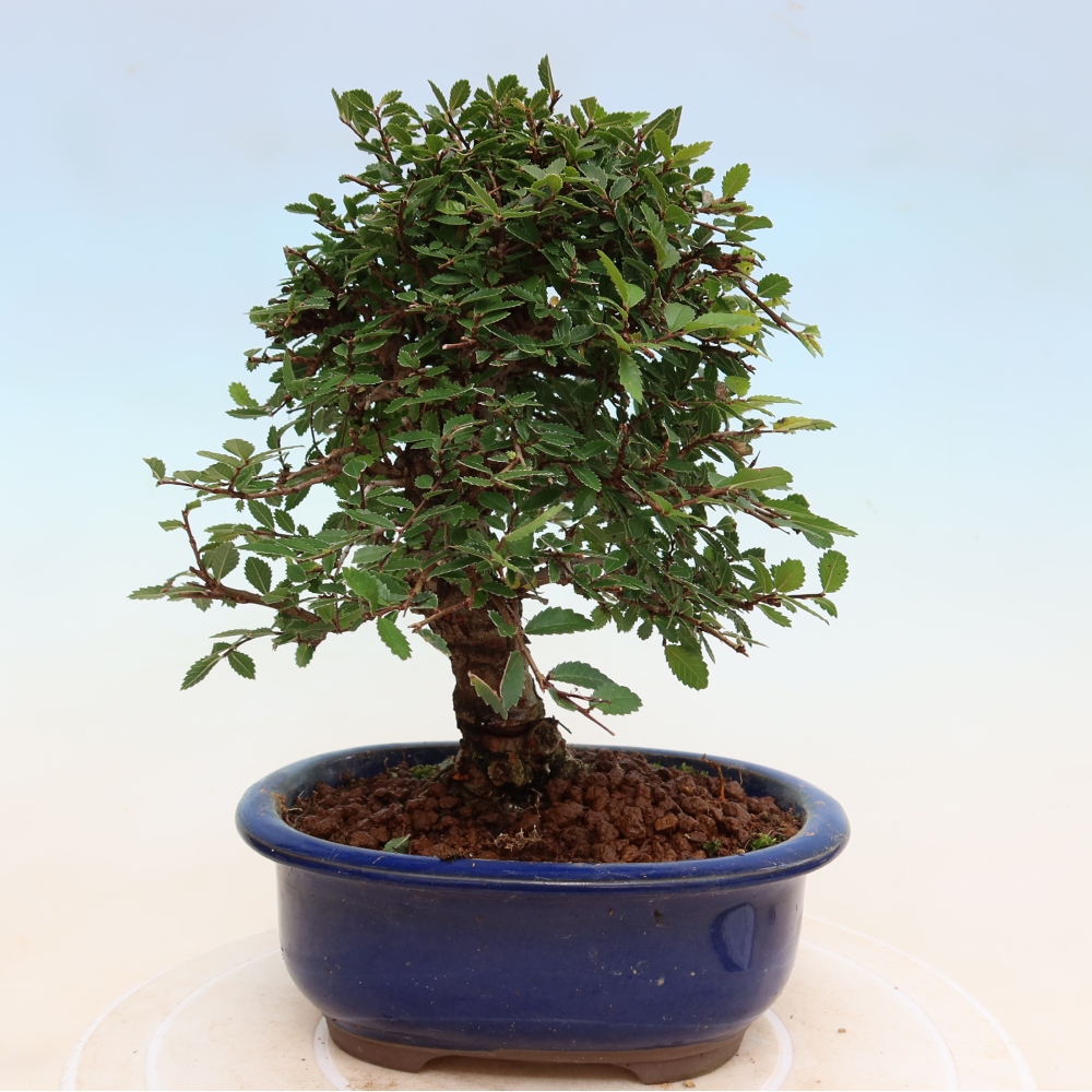 Venkovní bonsai - Zelkova - Zelkova NIRE
