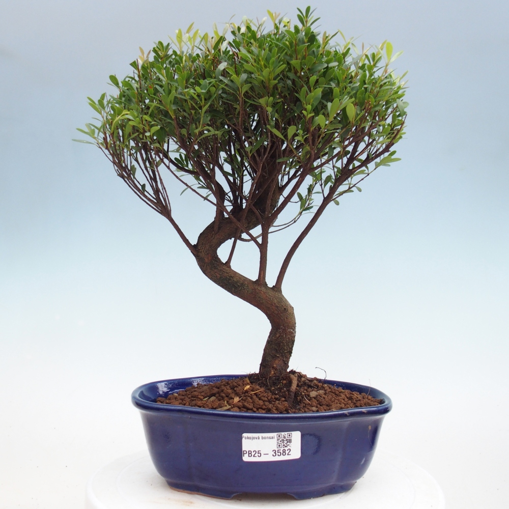 Pokojová bonsai - Syzygium - Pimentovník