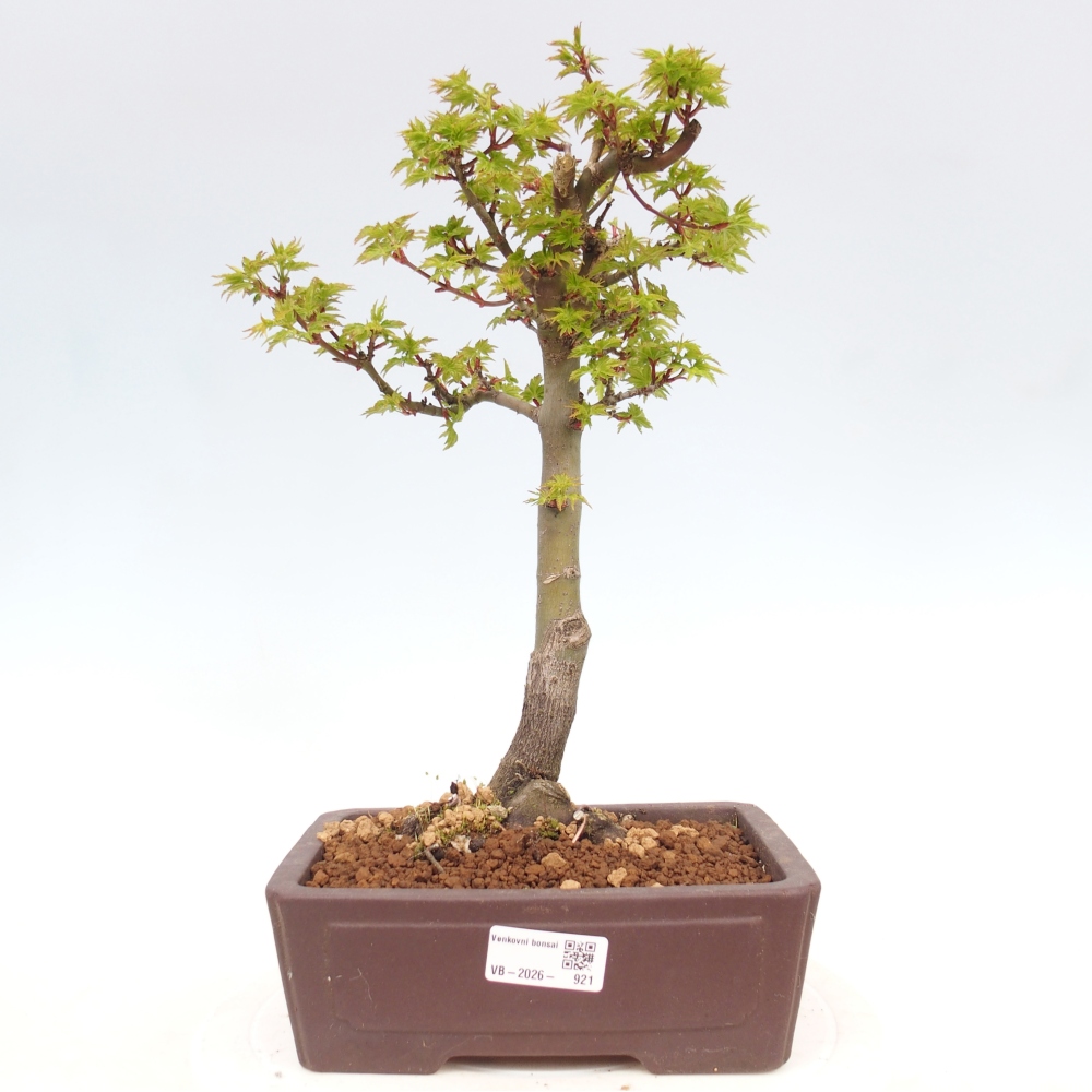 Venkovní bonsai -Javor dlanitolistý Acer palmatum Shishigashira