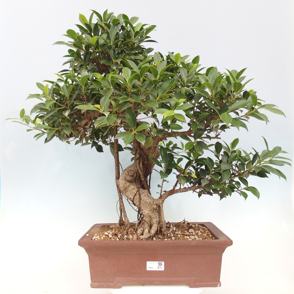 Pokojová bonsai - Ficus kimmen -  malolistý fíkus - POUZE OSOBNÍ ODBĚR nebo paletová přeprava