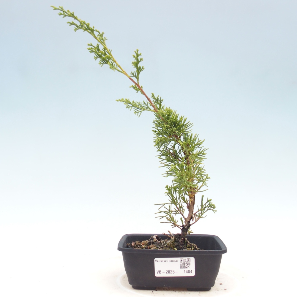 Venkovní bonsai - Juniperus chinensis Itoigawa -Jalovec čínský