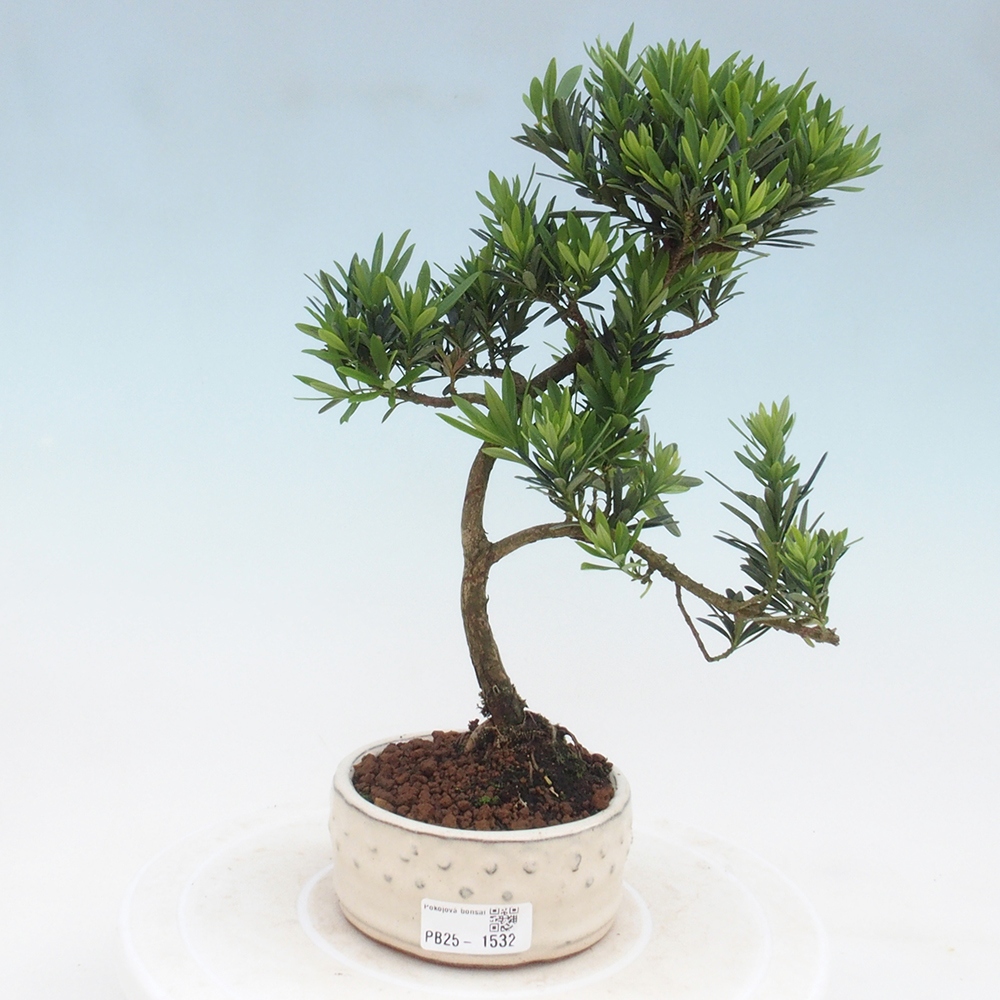 Pokojová bonsai - Podocarpus - Kamenný tis