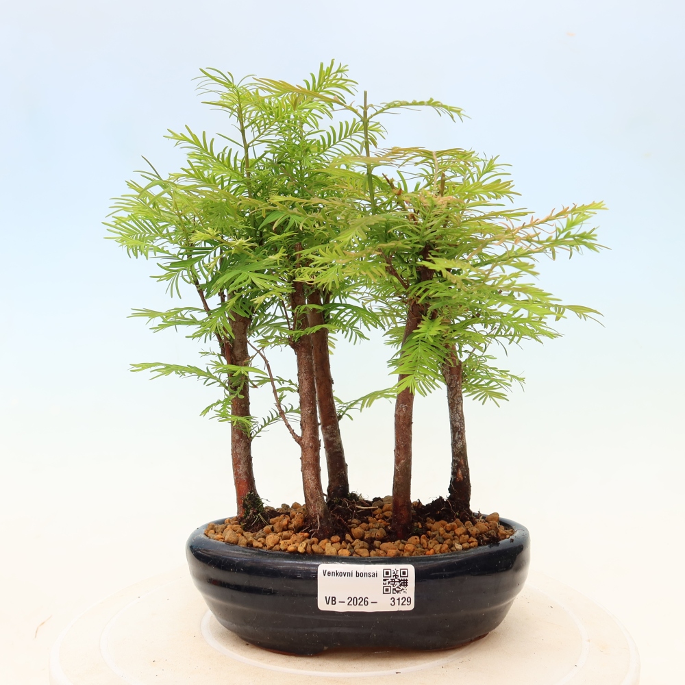 Venkovní bonsai - Metasequoia glyptostroboides - Metasekvoje čínská - lesík