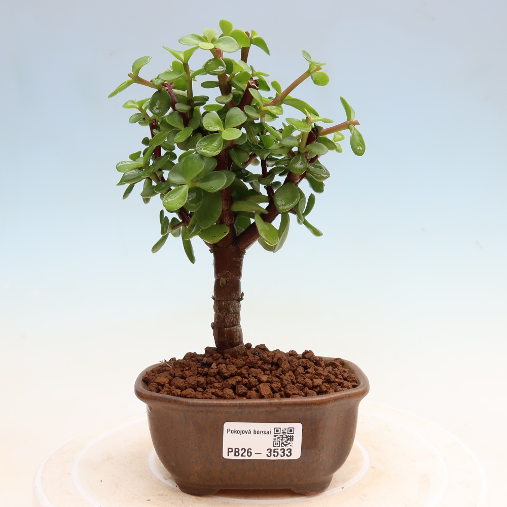 Pokojová bonsai - Portulakaria Afra - Tlustice