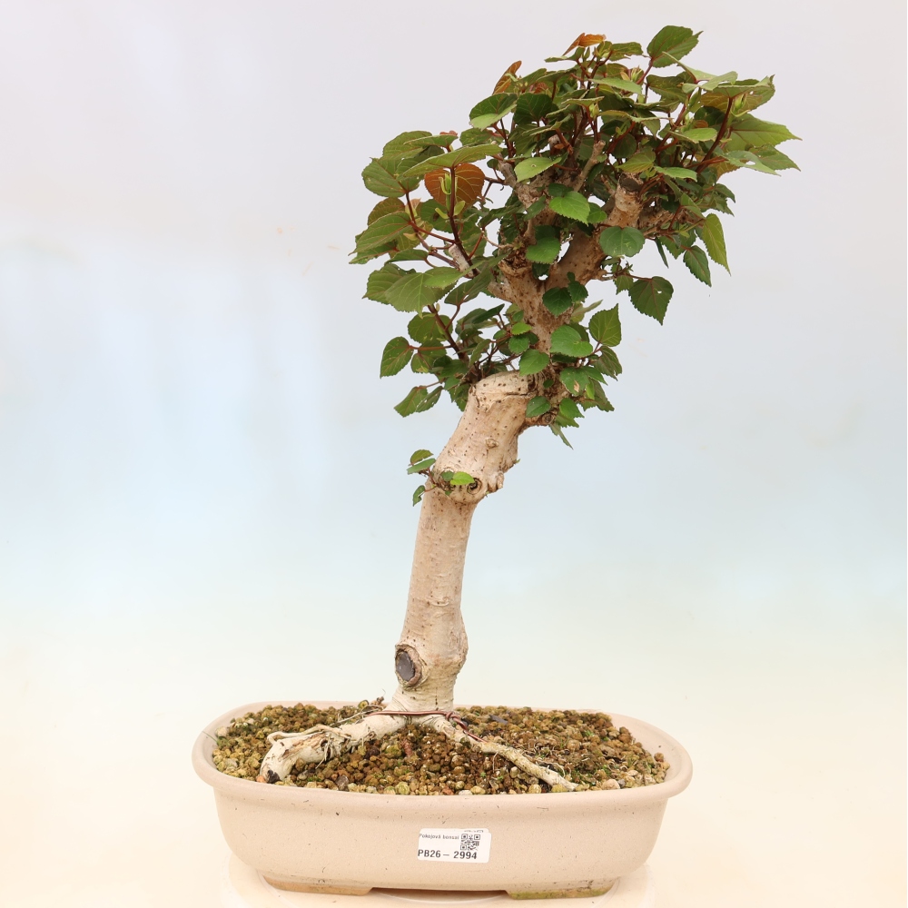 Pokojová bonsai - Hibiscus tiliaceus - Ibišek lípovitý, morský