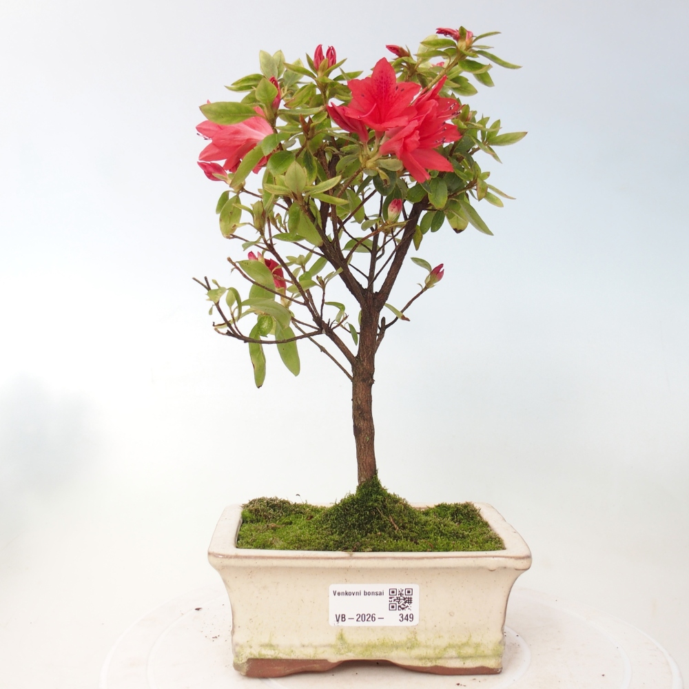 Venkovní bonsai - Japonská azalka - Azalea sp.