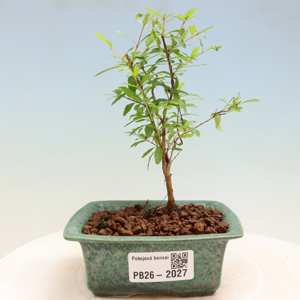 Pokojová bonsai-PUNICA granatum nana-Granátové jablko