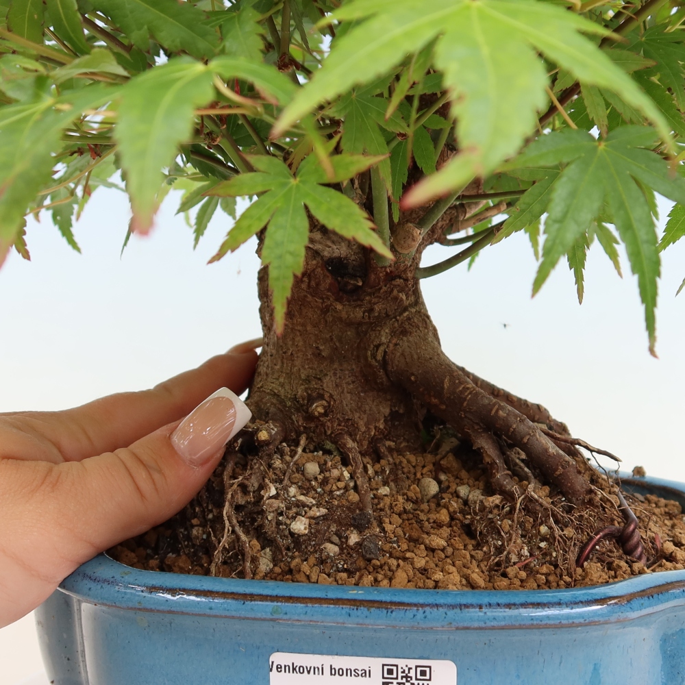 Venkovní bonsai - Javor Burgerův - Acer Burgerianum 