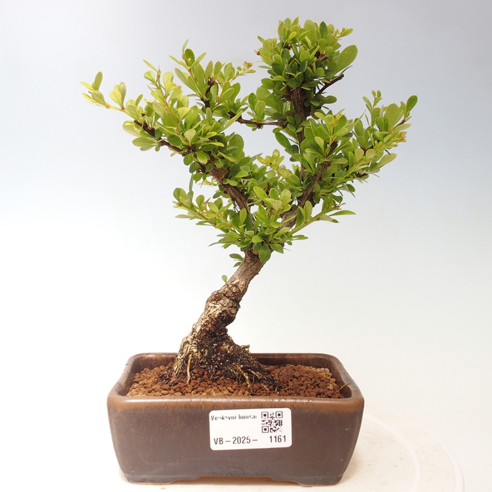 Venkovní bonsai - Berberis thunbergii - Dřištál
