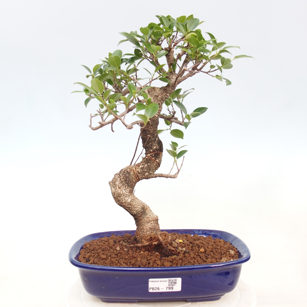 Pokojová bonsai - Ficus kimmen -  malolistý fíkus