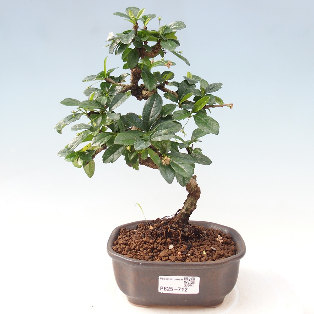Pokojová bonsai - Carmona macrophylla - Čaj fuki