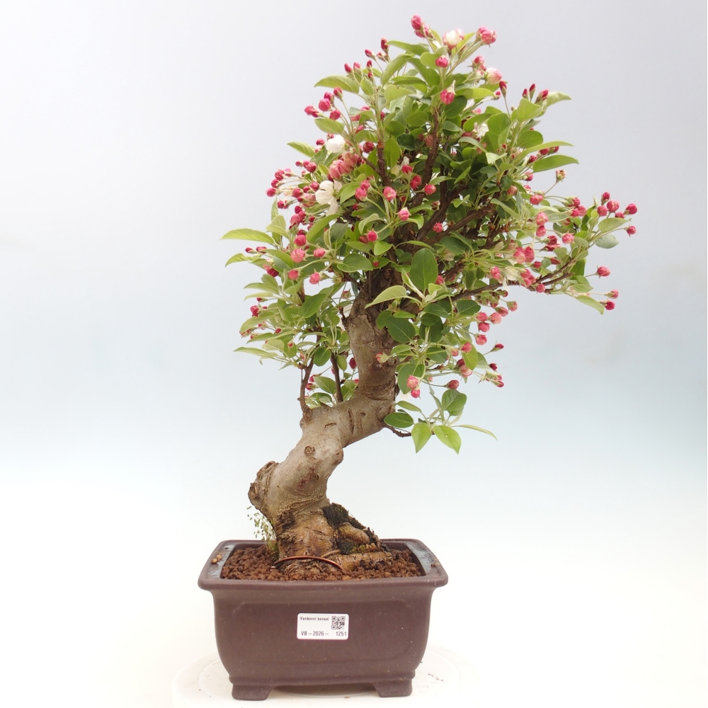 Venkovní bonsai -Malus halliana - Maloplodá jabloň
