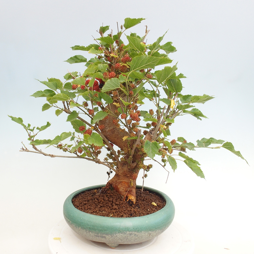 Venkovní bonsai -Morus alba - moruše