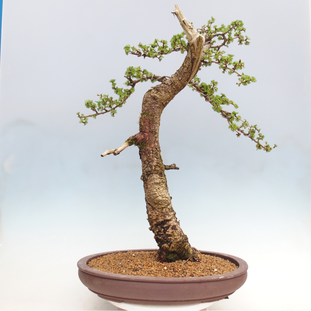 Venkovní bonsai -Larix decidua - Modřín opadavý - Pouze paletová přeprava
