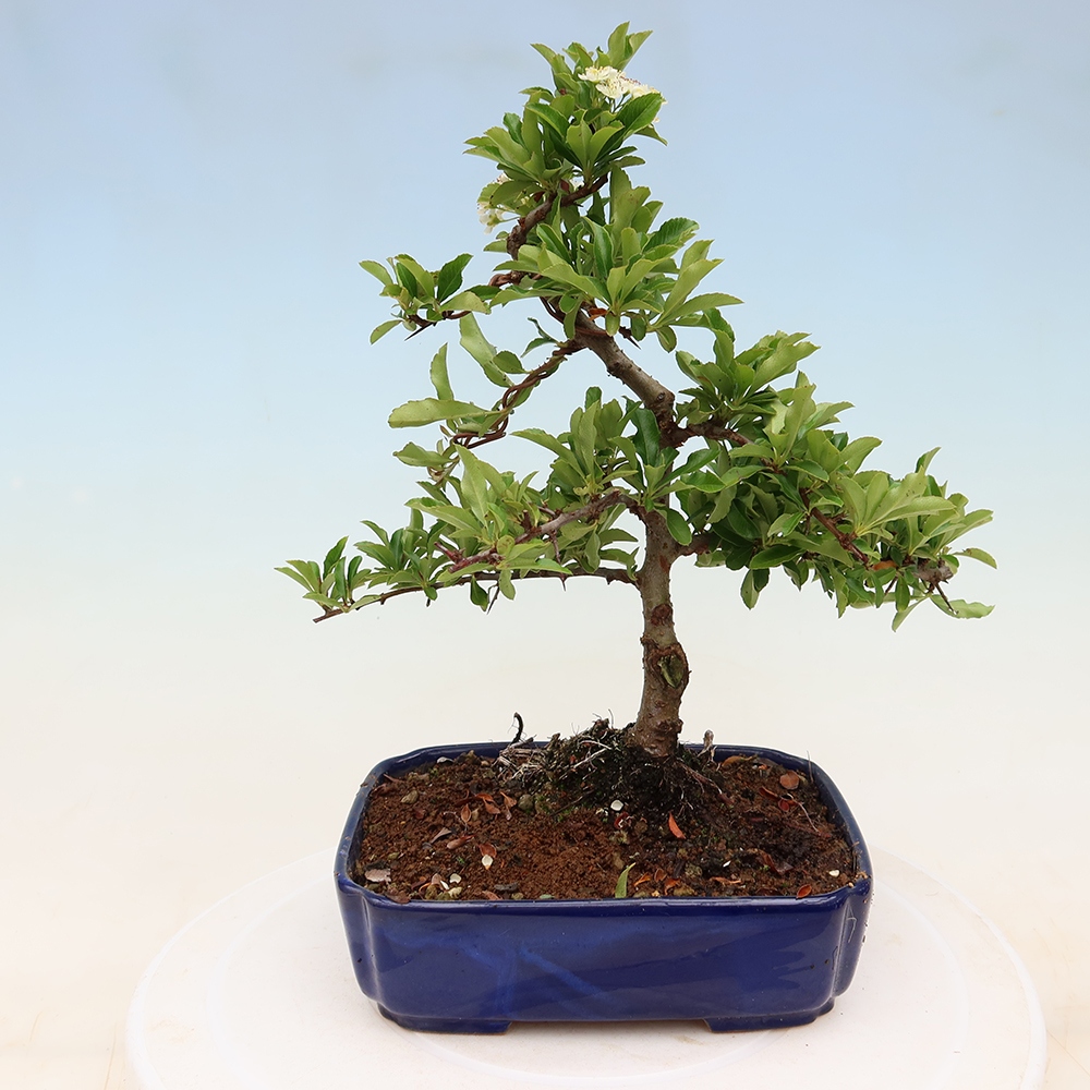 Venkovní bonsai - Pyracantha teton - Hlohyně šarlatová