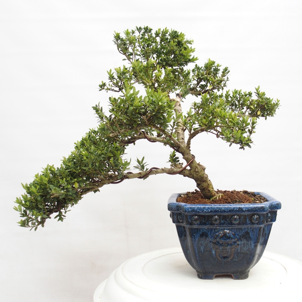 Pokojová bonsai - Ilex crenata - Cesmína