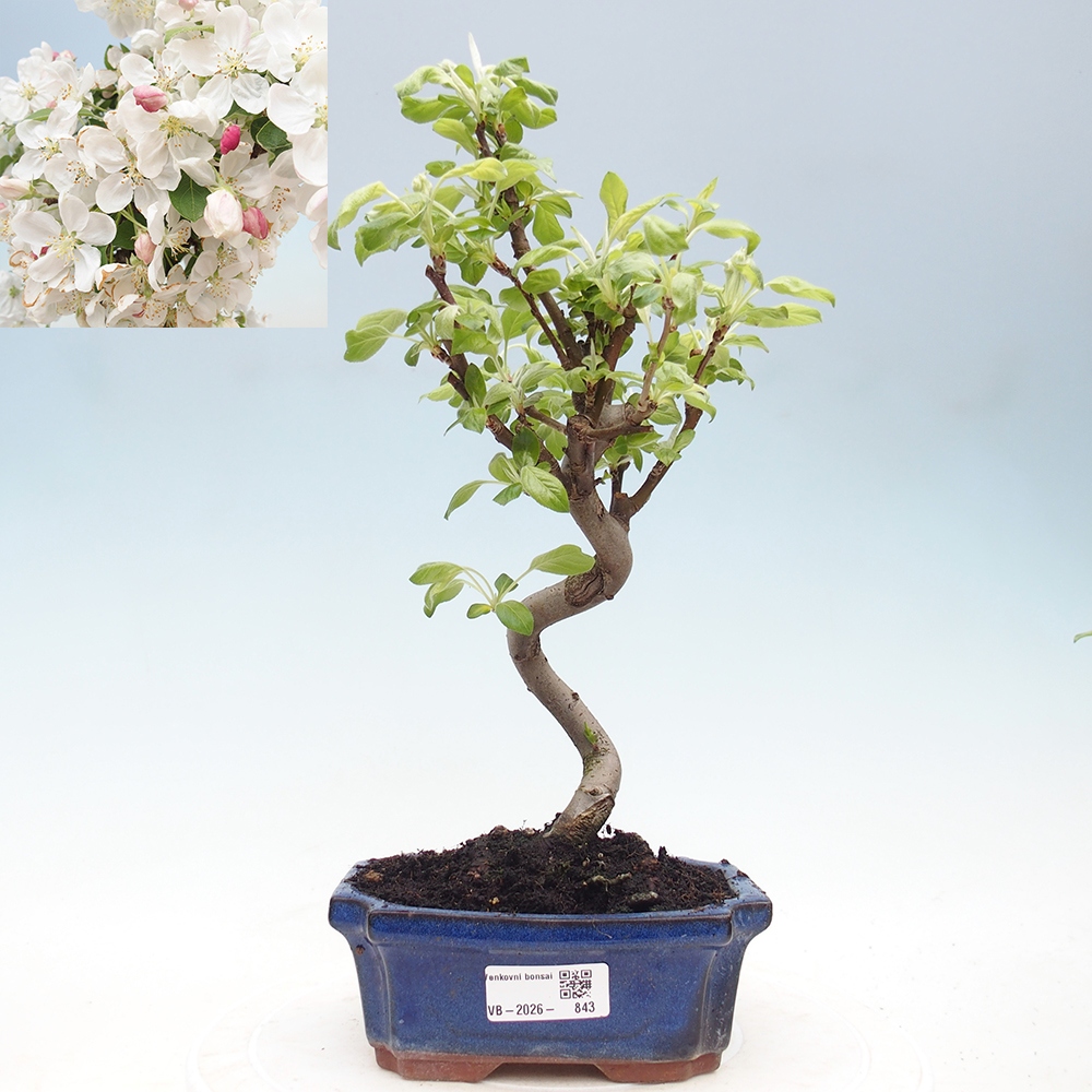 Venkovní bonsai -Malus halliana - Maloplodá jabloň
