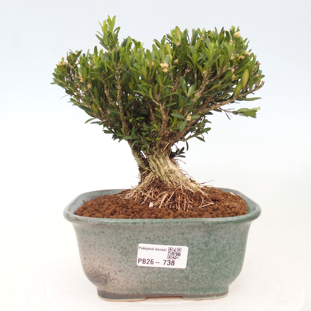 Pokojová bonsai - Buxus harlandii - korkový buxus