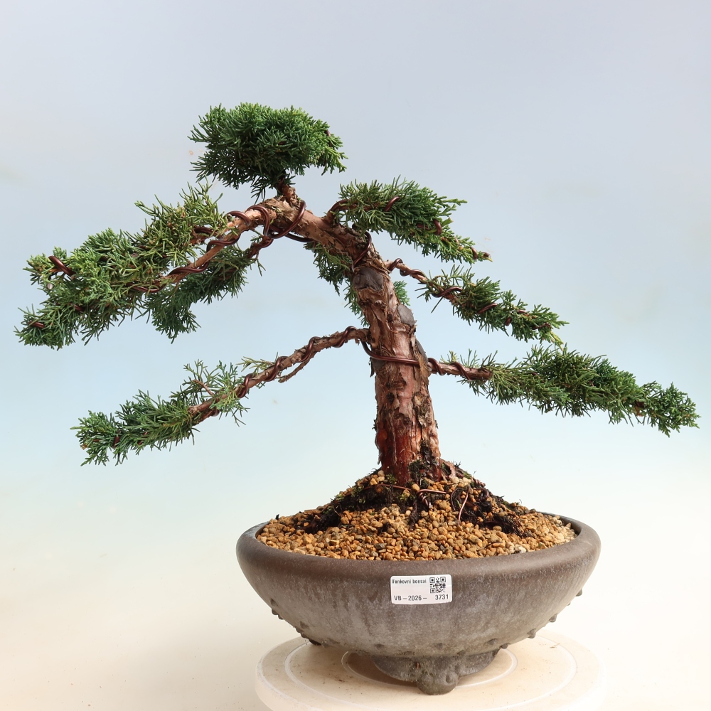 Venkovní bonsai - Juniperus chinensis Kishu -Jalovec čínský