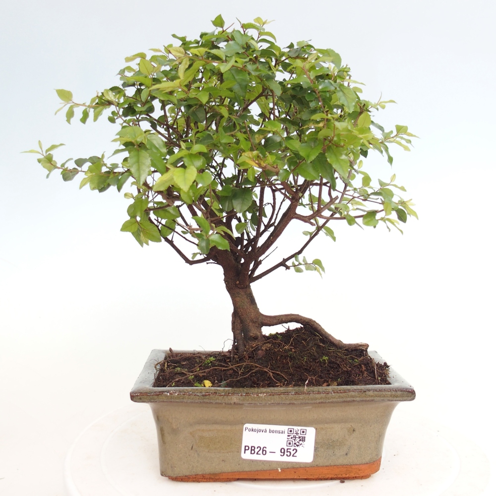 Pokojová bonsai - Sagerécie thea - Sagerécie thea