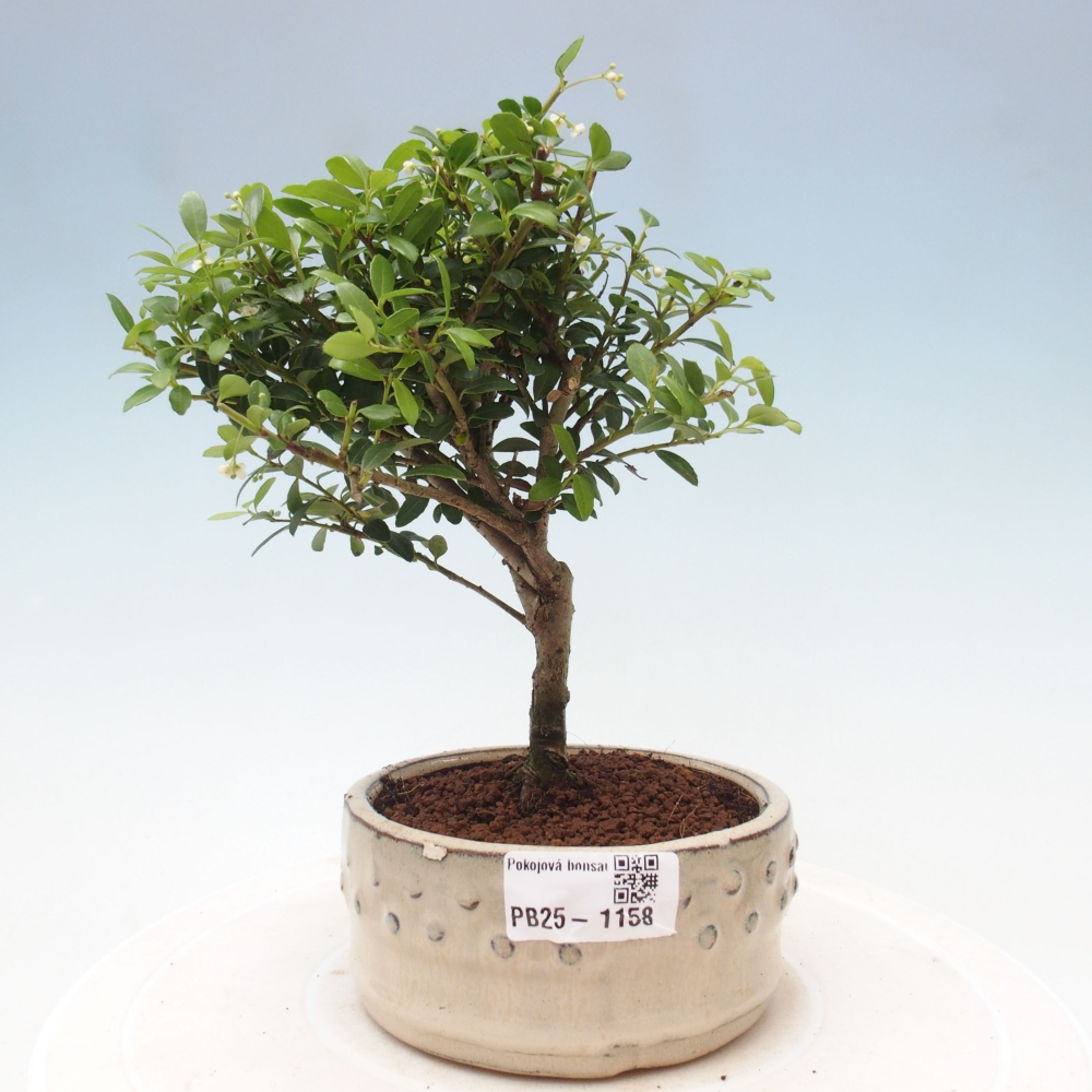 Pokojová bonsai - Ilex crenata - Cesmína