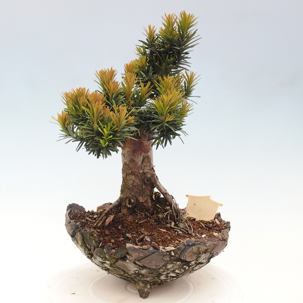 Venkovní bonsai - Taxus cuspidata  - Tis japonský