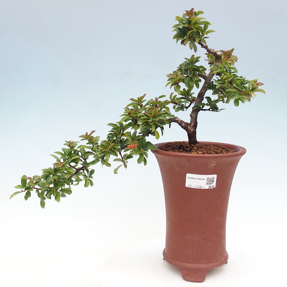 Venkovní bonsai-Pyracanta Teton -Hlohyně